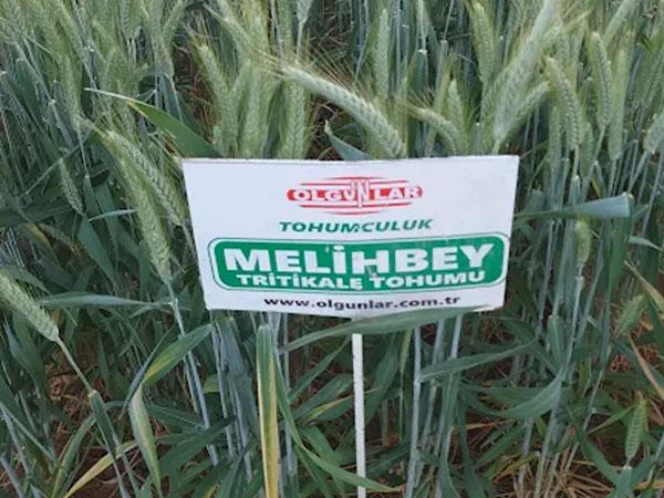 MELİHBEY
