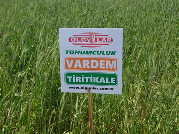 VARDEM